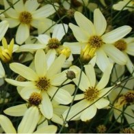 Keskenylevelű menyecskeszem Coreopsis verticillata Moonbeam