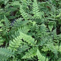 Koreai szikla páfrány Polystichum tsus-simense