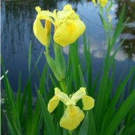 Mocsári nőszirom, Sárga írisz Iris pseudoacorus