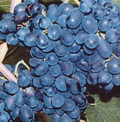 Néró rezisztens csemegeszőlő oltvány