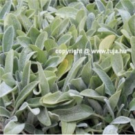 Gyapjas tisztesfű, Nyuszifül Stachys byzantina