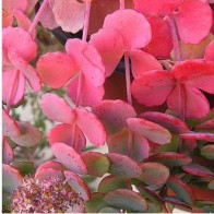 Októberi varjúháj Sedum sieboldii