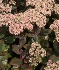 Pompás varjúháj Sedum matrona