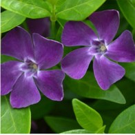 Kislevelű meténg Sötétlila Vinca minor Atropurpurea talajtakaró évelő