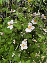 Anemone tomentosa Robustissima – Szőlőlevelű szellőrózsa, Nepáli szellőrózsa