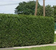 Télizöld fagyal Ligustrum ovalifolium 30-40 cm cserepes