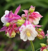 Teltvirágú harangláb Aquilegia Nora Barlow évelő virág cserepes