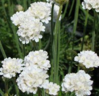 Tengerparti pázsitszegfű fehér Armeria maritima Abbey White