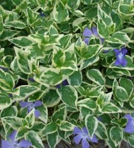 Tarka levelű nagy télizöld meténg Vinca major variegata talajtakaró évelő