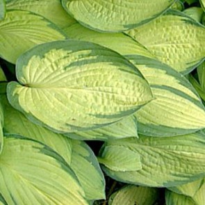 Árnyékliliom sárga levelű - Hosta Gold Standard