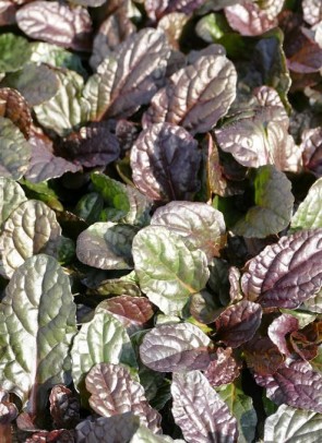 Indás ínfű Ajuga reptans Atropurpurea