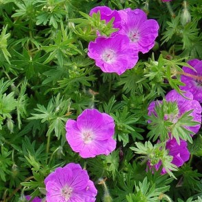 Alacsony gólyaorr Geranium sanguineum Max Frei