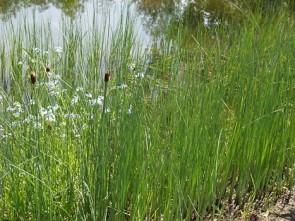 Apró gyékény Typha minima Tavi növény, vízinövény