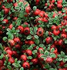 Örökzöld növények Havasi madárbirs - Cotoneaster congestus