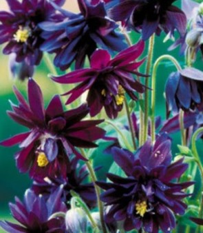 Harangláb sötét bordó fekete - Aquilegia vulgaris Black Barlow