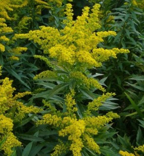 Aranyvessző virága - Solidago