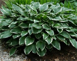 Árnyékliliom - Hosta Francee