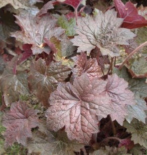 Bíborlevelű tűzeső Heuchera micrantha Palace Purple