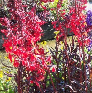 Bíboros lobélia kardinálisvirág Lobelia cardinalis Queen Victoria