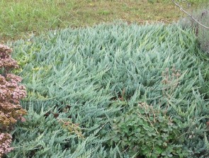 Kék terülőboróka Juniperus Blue Chip 30-40 cm talajtakaró fenyő