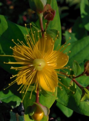 Bőrlevelű orbáncfű virág - Hypericum calycinum