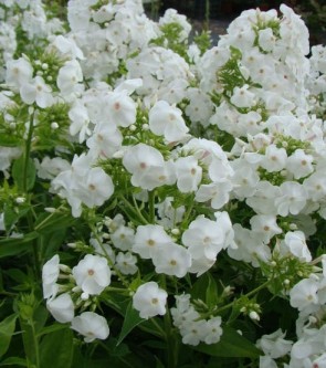 Bugás lángvirág fehér Phlox paniculata David