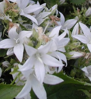 Balkáni harangvirág fehér -  Campanula poscharskyana Silberregen