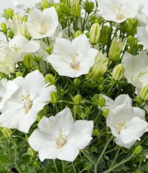 Kárpáti harangvirág fehér - Campanula carpatica Pristar White