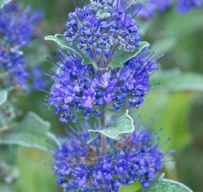 Kékszakáll Caryopteris clandonensis Grand Blue