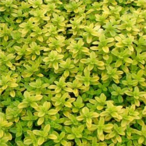 Fűszernövények Citromillatú kakukkfű - Thymus x citriodorus Archer Gold