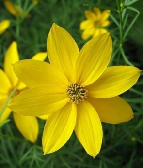 Menyecskeszem, Szépecske Coreopsis grandiflora