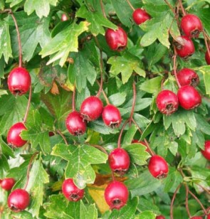 Egybibés galagonya, Crataegus monogyna - Fotó: Peter O'Connor aka anemoneprojectors Follow, Flickr