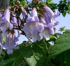 Császárfa - Paulownia tomentosa