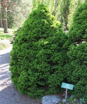 Cukorsüvegfenyő Picea glauca Conica