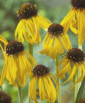 Sárga kasvirág - Echinacea paradoxa