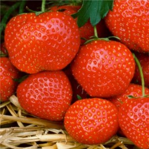 Elsanta szamóca gyümölcs