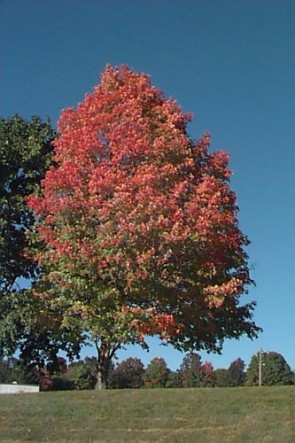 Fák, Díszfák Ezüs tjuhar - Acer saccharinum - Forrás: www.hort.uconn.edu