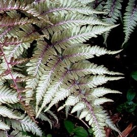 Páfrányok Japán festett páfrány - Athyrium  nipponicum Metallicum