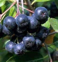 Fekete berkenye - Aronia melanocarpa