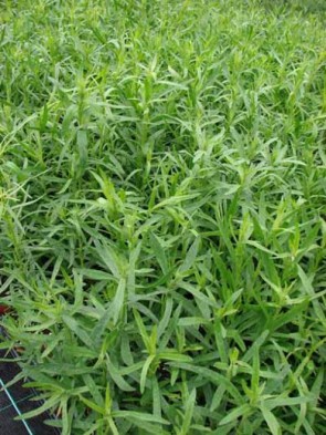 Francia tárkony Artemisia dranunculus fűszernövény cserepes