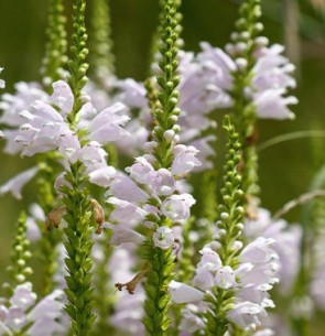 Füzérajak - Physostegia virginiana Chrystal Peak White nyár közepén virágzó évelő virág