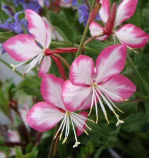 Évelő díszgyertya - Gaura lindheimeri Rosy Jane
