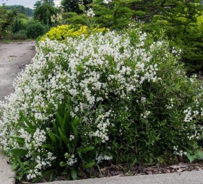 Törpe gyöngyvirágcserje - Deutzia gracilis Nikko Fotó:F. D. Richards, Flickr