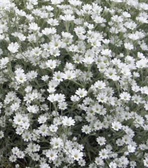 Havasi fátyolvirág fehér – Gypsophila repens Filou White