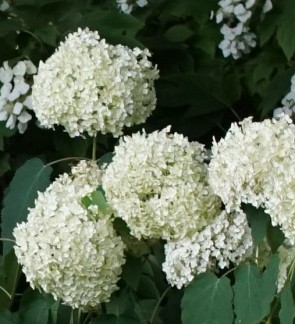 Cserjés hortenzia - Hydrangea arborescens Annabelle - Virágos cserje