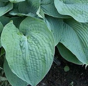 Kék levelű árnyékliliom Hosta Bressingham Blue