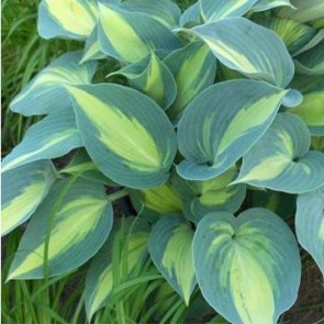 Árnyékliliom - Hosta Catherine