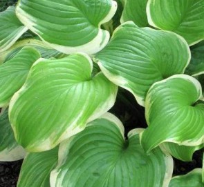 Almazöld levelű árnyékliliom - Hosta Fragrant Bouquet