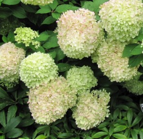 Hydrangea paniculata Limelight Bugás hortenzia