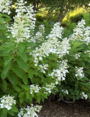 Hydrangea paniculata Tardiva – Bugás hortenzia